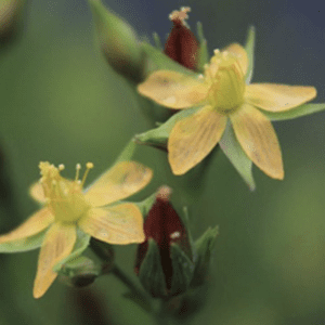 Close-up of delicate yellow flowers with green buds.